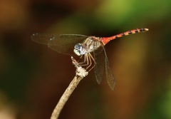Sympetrum ambiguum