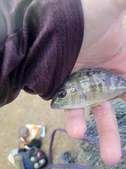 Orthopristis chrysoptera