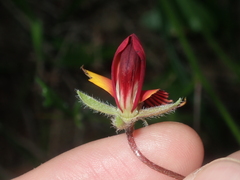 Isotropis cuneifolia