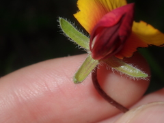 Isotropis cuneifolia