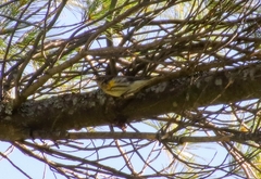 Setophaga fusca