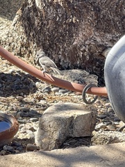 Baeolophus inornatus