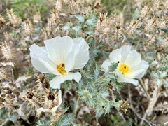 Argemone polyanthemos