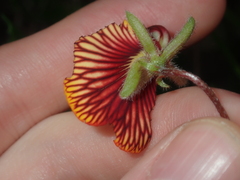 Isotropis cuneifolia