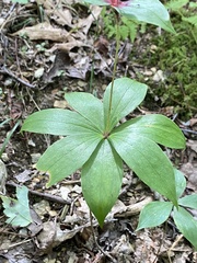 Medeola virginiana