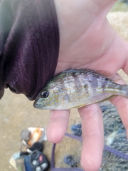 Orthopristis chrysoptera