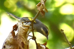 Vermivora chrysoptera