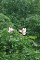 Lilium brownii