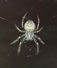 Larinioides ixobolus