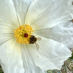 Argemone polyanthemos