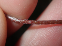 Isotropis cuneifolia