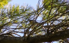 Setophaga fusca