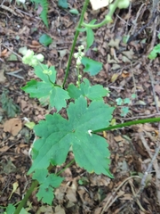 Aconitum alboviolaceum