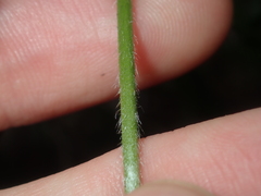 Isotropis cuneifolia