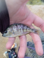 Orthopristis chrysoptera