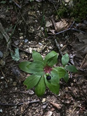 Medeola virginiana