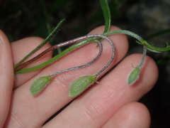 Isotropis cuneifolia
