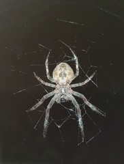Larinioides ixobolus