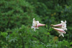 Lilium brownii