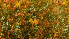 Hypericum triquetrifolium