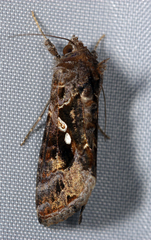 Chrysodeixis includens
