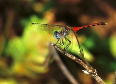 Sympetrum ambiguum