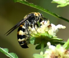 Dielis plumipes