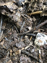 Incilius canaliferus