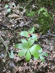 Medeola virginiana