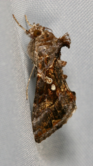 Chrysodeixis includens