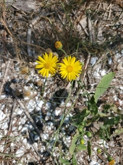 Heterotheca subaxillaris