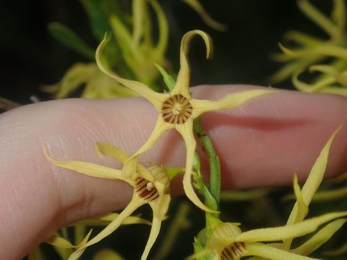 Image of Anthocercis littorea by (c) Thomas Mesaglio, some rights reserved (CC BY)
