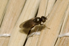 Oscinellinae