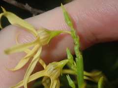 Anthocercis littorea