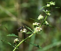 Dielis plumipes
