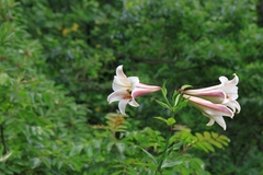 Lilium brownii