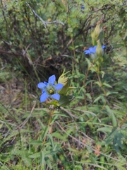 Gentiana parryi