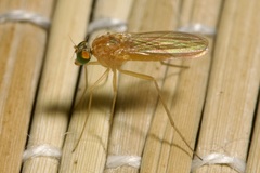 Xanthochlorus