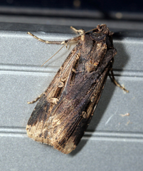 Feltia subterranea
