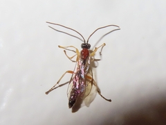 Tromatobia lineatoria