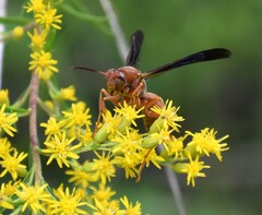 Polistes carolina