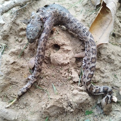 Crotalus ravus