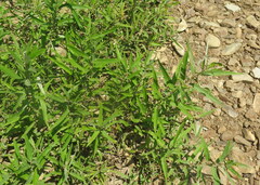 Salix caroliniana