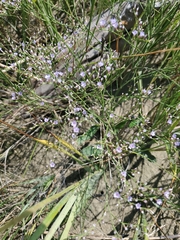 Limonium carolinianum