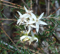 Calytrix