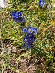 Gentiana parryi