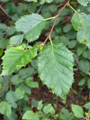 Alnus alnobetula
