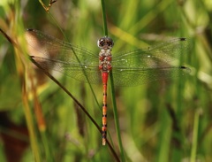 Sympetrum ambiguum
