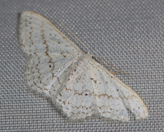 Idaea tacturata