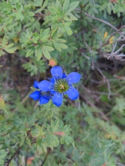 Gentiana parryi